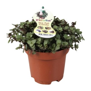 Calissia Repens - Ø12Cm - ↕17Cm