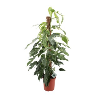 Epipremnum Pinnatum Albo Variegata - Ø24Cm - ↕125Cm