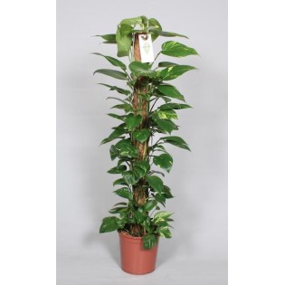Epipremnum Pinnatum Mosstok 120Cm Scindapsus - Ø24Cm - ↕120Cm