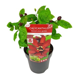 Sinocalycanthus 'Hartlage Wine'â®