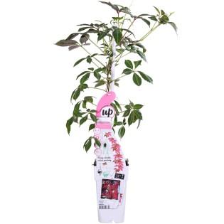 Parthenocissus Henryana - Chinese Wild Winged - Ø15Cm - ↕65Cm