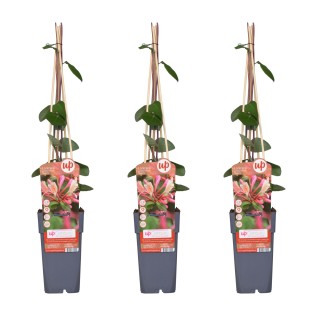 3X - Lonicera Periclymenum 'Belgica' - ↨65Cm - Ø15