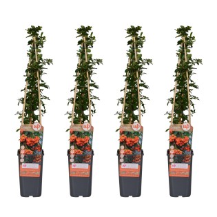 4X - Pyracantha 'Orange Glow' - ↨65Cm - Ø15