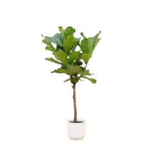 Ficus Lyrata Stem Including Elho Vibes Fold Round White - 150 Cm - Ø30