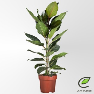 Ficus Benghalensis 'Joy' P21 - Ø21Cm - ↕90Cm