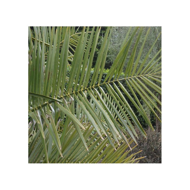 Jubaea chilensis - 350 CM
