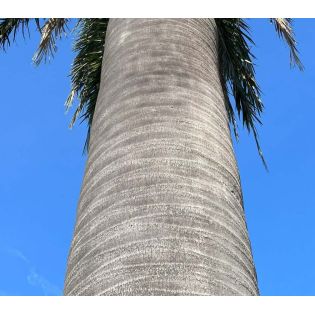 Jubaea chilensis - 350 CM