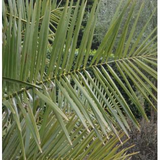 Jubaea chilensis - 650 CM - Autre