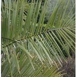 Jubaea chilensis - 650 CM - Autre