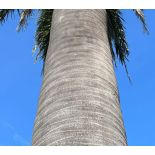 Jubaea chilensis - 650 CM - Autre