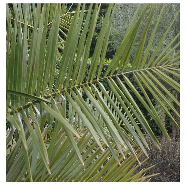 Jubaea chilensis spécimen tronc 60/70 extra