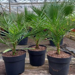 Phoenix canariensis (dattier des canaris)