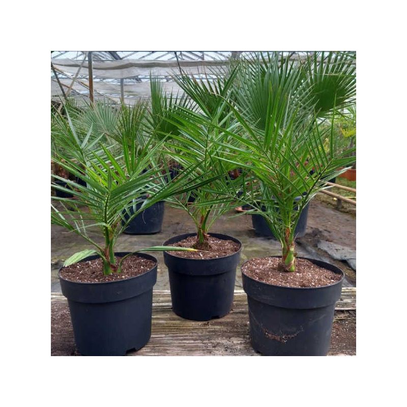 Phoenix canariensis (dattier des canaris)
