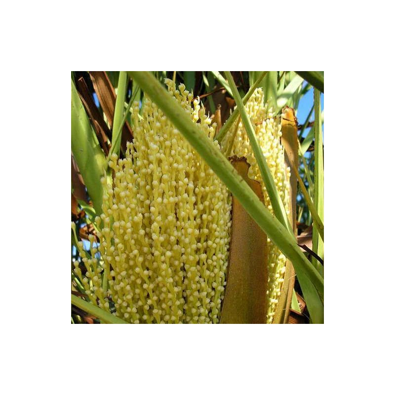 Phoenix canariensis (dattier des canaris)