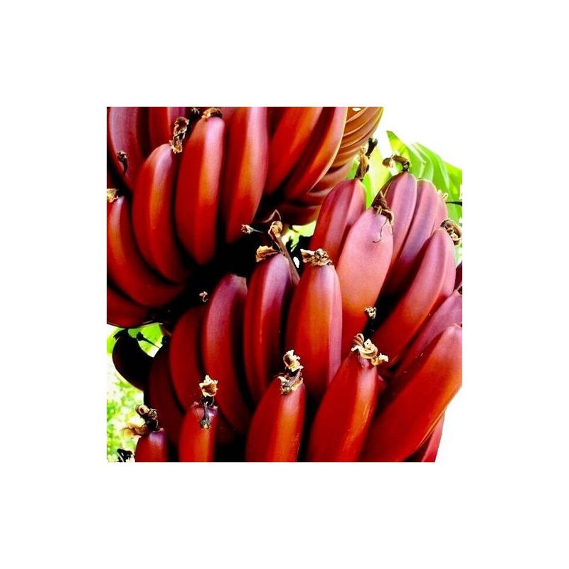 Bananier Musa cheesmanii