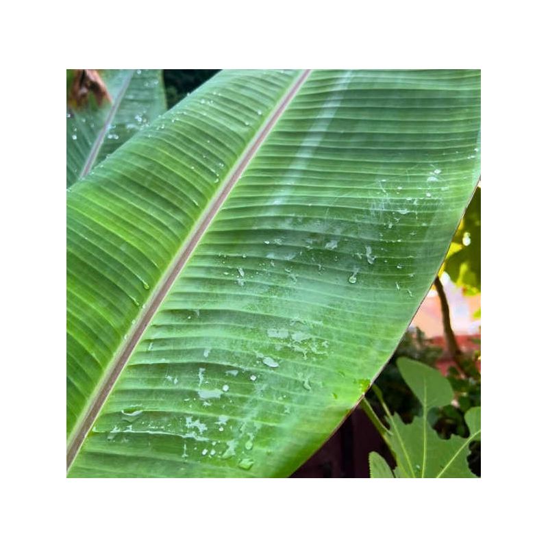 Bananier Musa cheesmanii