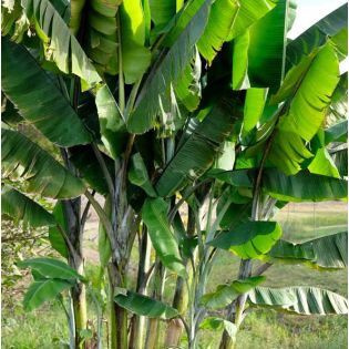 Bananier Musa yunnanensis ou Musa sp Yunnan
