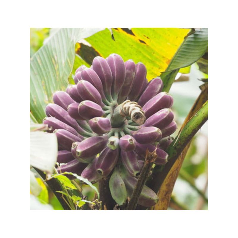 Bananier Musa yunnanensis ou Musa sp Yunnan