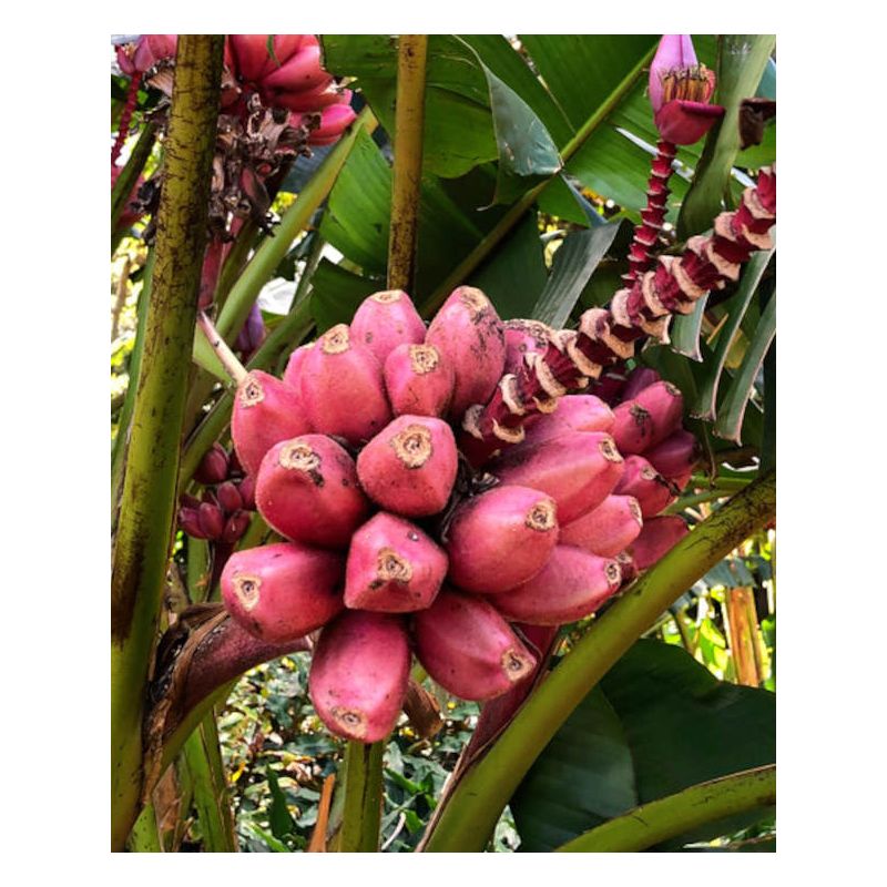 Musaitinerans Forma Indica (banane bande rouge)