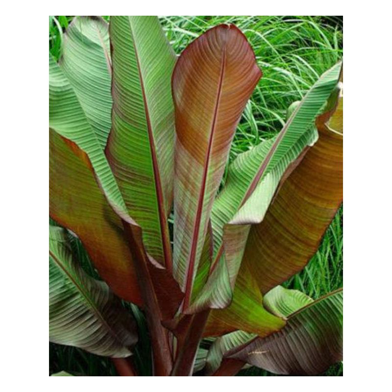 Bananier Musa acuminata Red Dacca à bananes rouges