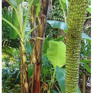 Bananier Musa acuminata chiliocarpa (1000 fingers)