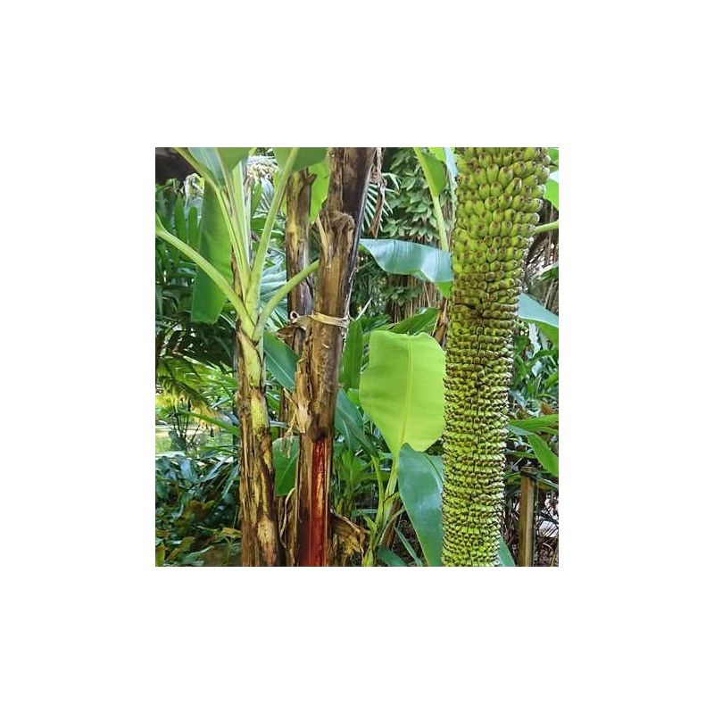 Bananier Musa acuminata chiliocarpa (1000 fingers)