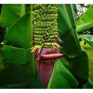 Bananier Musa acuminata chiliocarpa (1000 fingers)