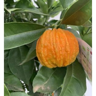 Citrus Corrugato (Hybride entre Orange amère et douce)