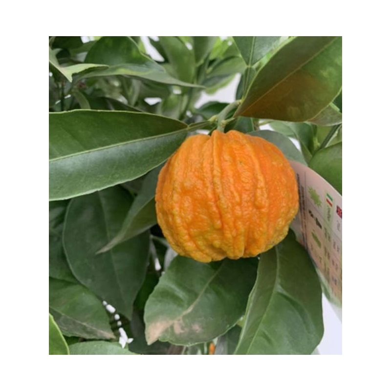 Citrus Corrugato (Hybride entre Orange amère et douce)