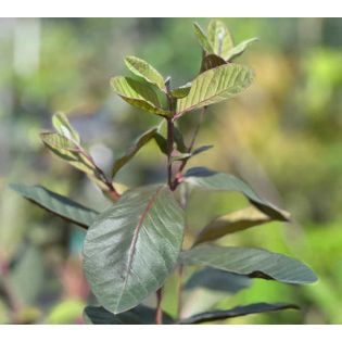 Psidium guajava "roja" (Goyave)