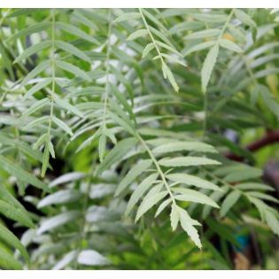 Schinus molle (Faux poivrier, poivre rose)