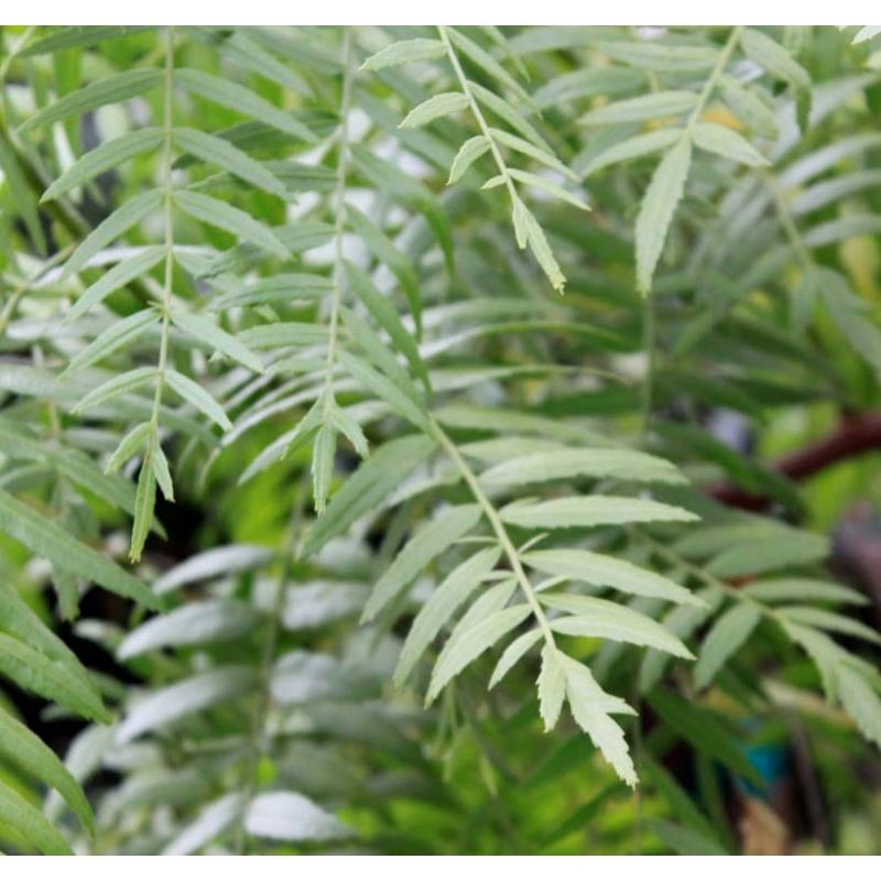 Schinus molle (Faux poivrier, poivre rose)