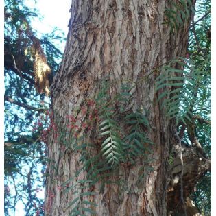 Schinus molle (Faux poivrier, poivre rose)