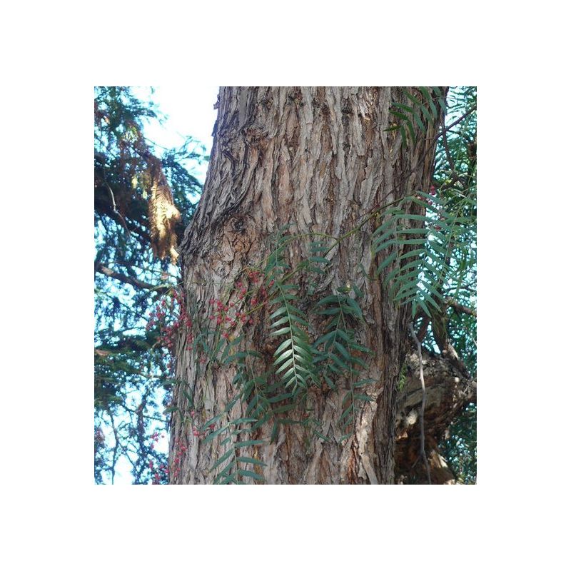 Schinus molle (Faux poivrier, poivre rose)