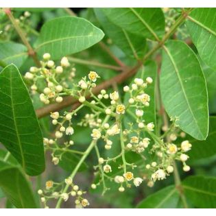 Schinus terebinthifolius (poivre rose)