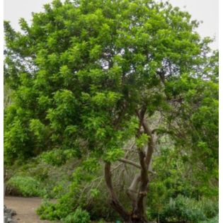 Schinus terebinthifolius (poivre rose)
