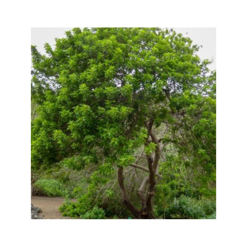 Schinus terebinthifolius (poivre rose)