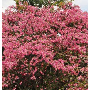 Chorisia speciosa syn ceiba (Bombax - Chorisie - Chorisier - Fromager - Kapok)