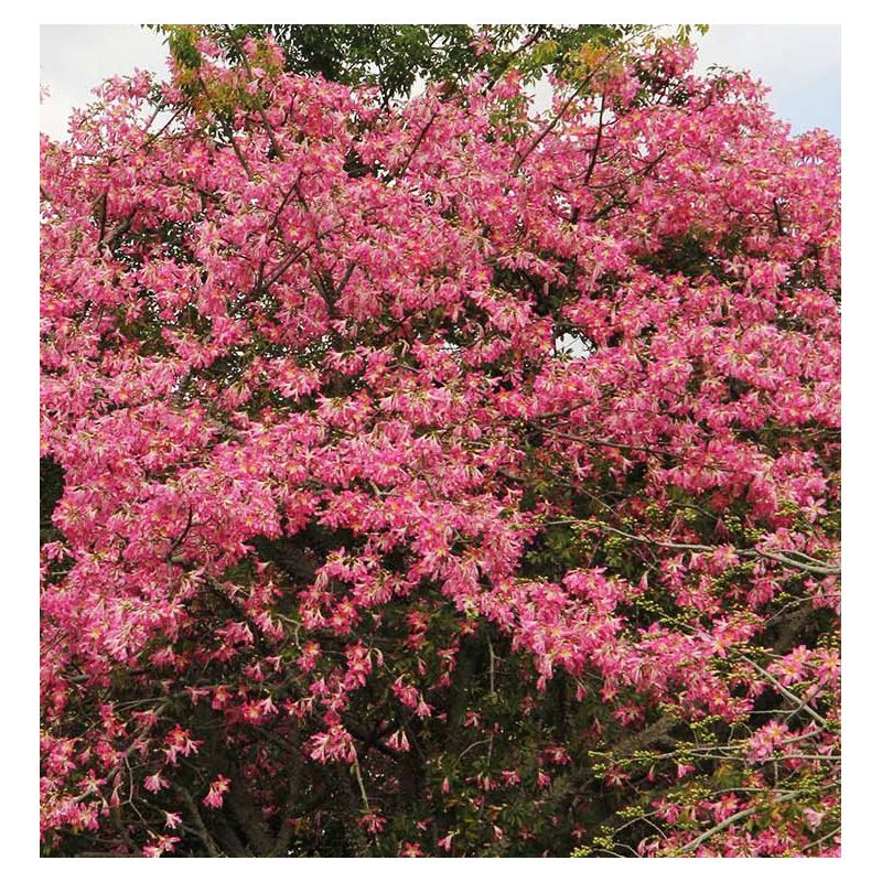 Chorisia speciosa syn ceiba (Bombax - Chorisie - Chorisier - Fromager - Kapok)