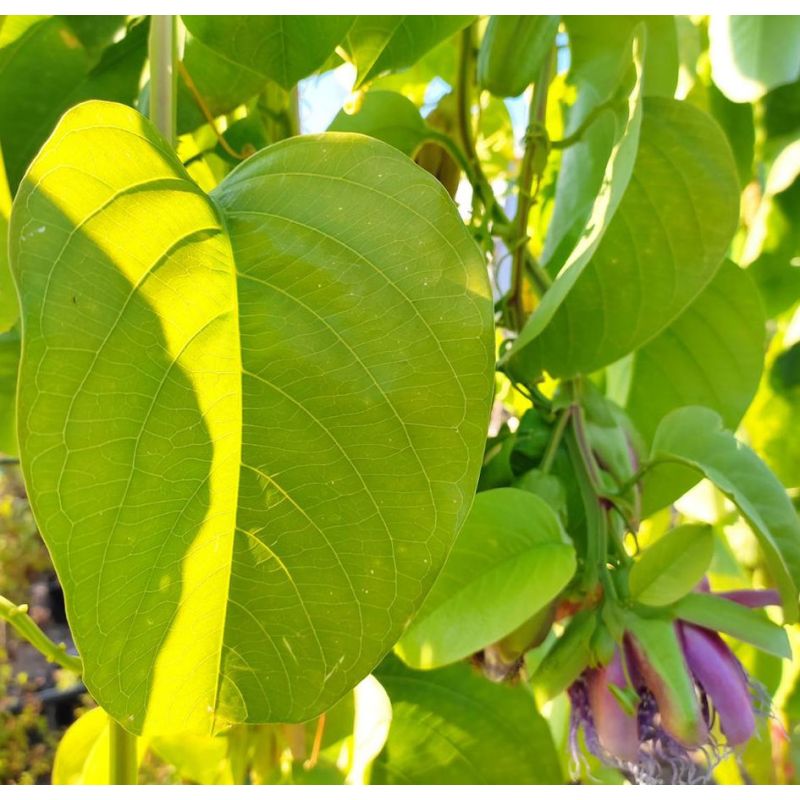 Passiflora quadrangularis (Fruit de la passion (La barbadine, grenadille géante)