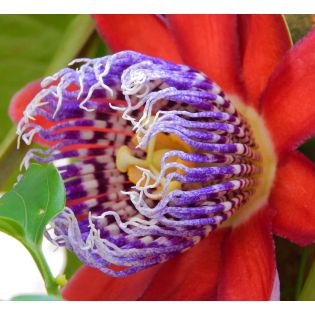 Passiflora quadrangularis (Fruit de la passion (La barbadine, grenadille géante)