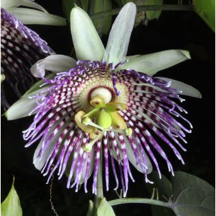 Passiflora ligularis orange (grenadelle, grenadille sucrée, grenadille douce)
