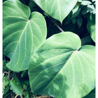 Passiflora ligularis orange (grenadelle, grenadille sucrée, grenadille douce)