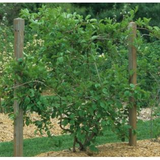 Actinidia arguta Issai ( kiwai, nergi, kiwi de Sibérie, kiwi nain)