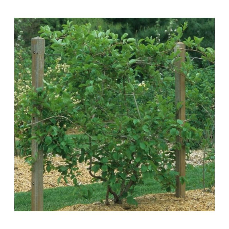 Actinidia arguta Issai ( kiwai, nergi, kiwi de Sibérie, kiwi nain)