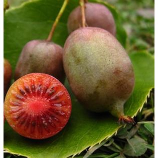 Actinidia arguta Ken's Red ( kiwai, nergi, kiwi de Sibérie, kiwi nain)