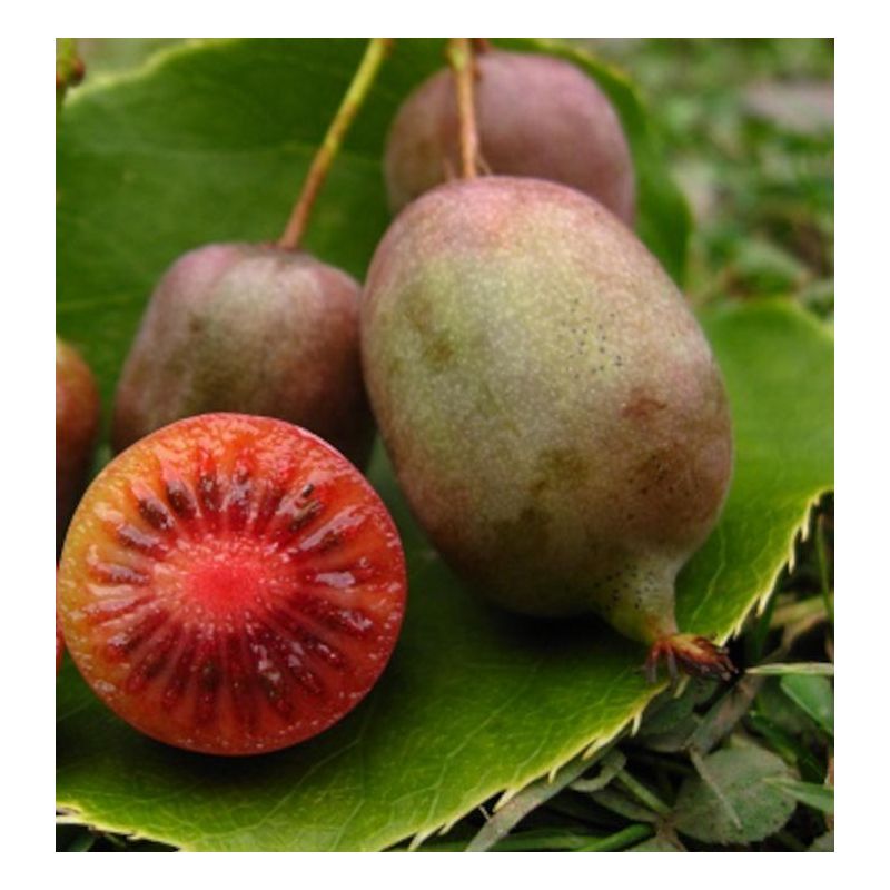 Actinidia arguta Ken's Red ( kiwai, nergi, kiwi de Sibérie, kiwi nain)
