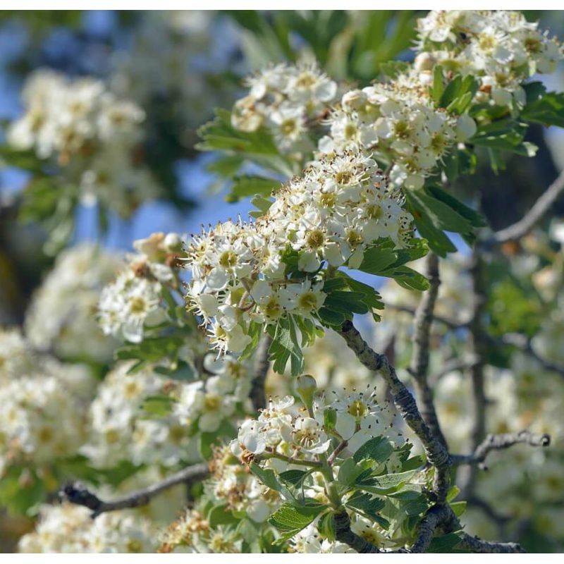 Crataegus azarolus (Acerolier, épine d'Espagne)
