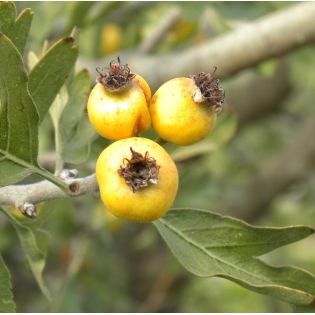 Crataegus azarolus (Acerolier, épine d'Espagne)