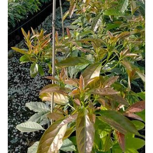 collection de 3 beaux avocatiers